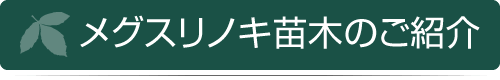 メグスリノキ苗木のご紹介