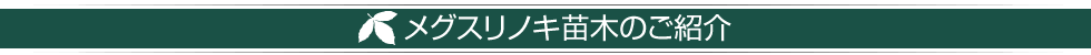 メグスリノキ苗木のご紹介