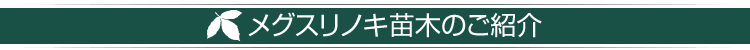 メグスリノキ苗木のご紹介