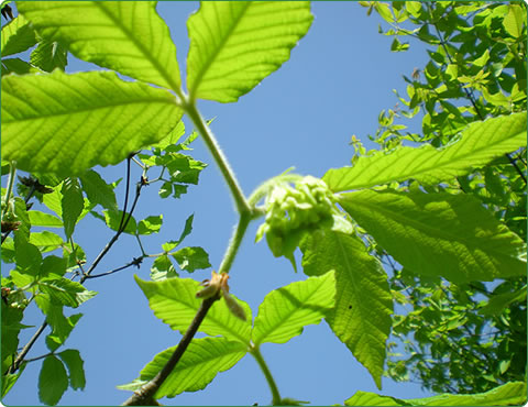 無農薬栽培の目薬の木