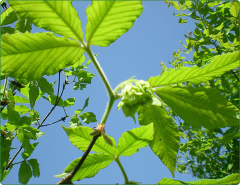 めぐすりの木の若葉