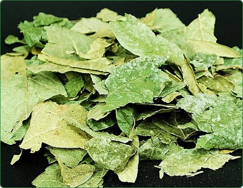 めぐすりの木の乾燥葉