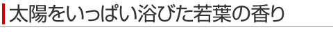 太陽をいっぱい浴びた若葉の香り