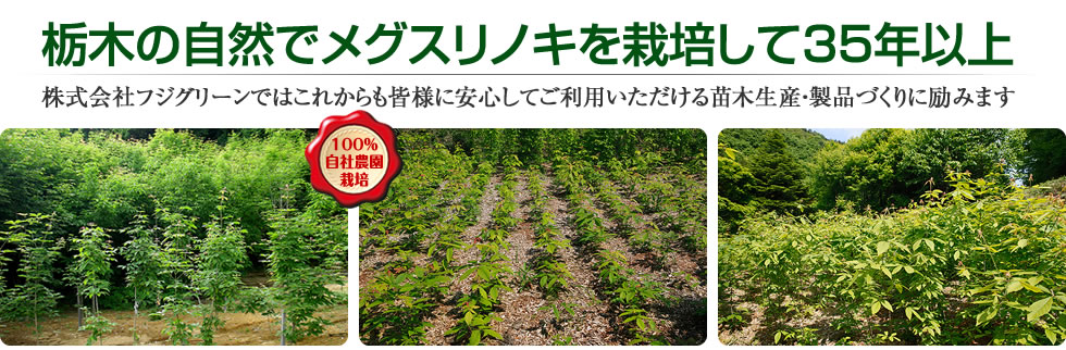 栃木の自然でメグスリノキを栽培して35年以上　株式会社フジグリーンではこれからも皆様に安心してご利用いただける苗木生産・製品づくりに励みます